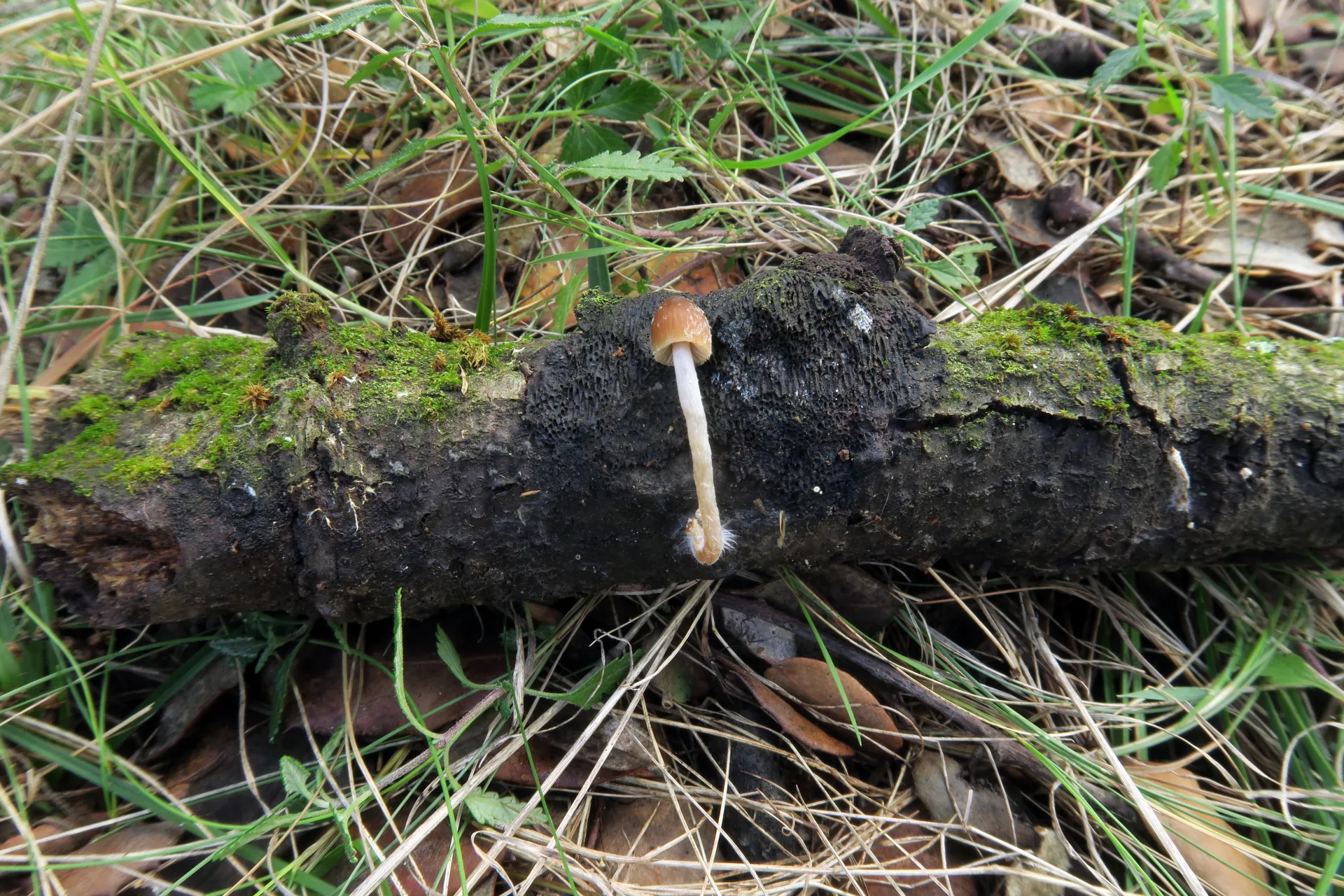 Psathyrella impexa - 1 - IMG_4769